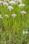 Meadow garlic